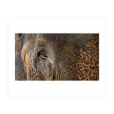 Face To Face - Elephant eye (Print Only) thumbnail