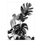 Monstera Black And White 09 (Print Only) thumbnail