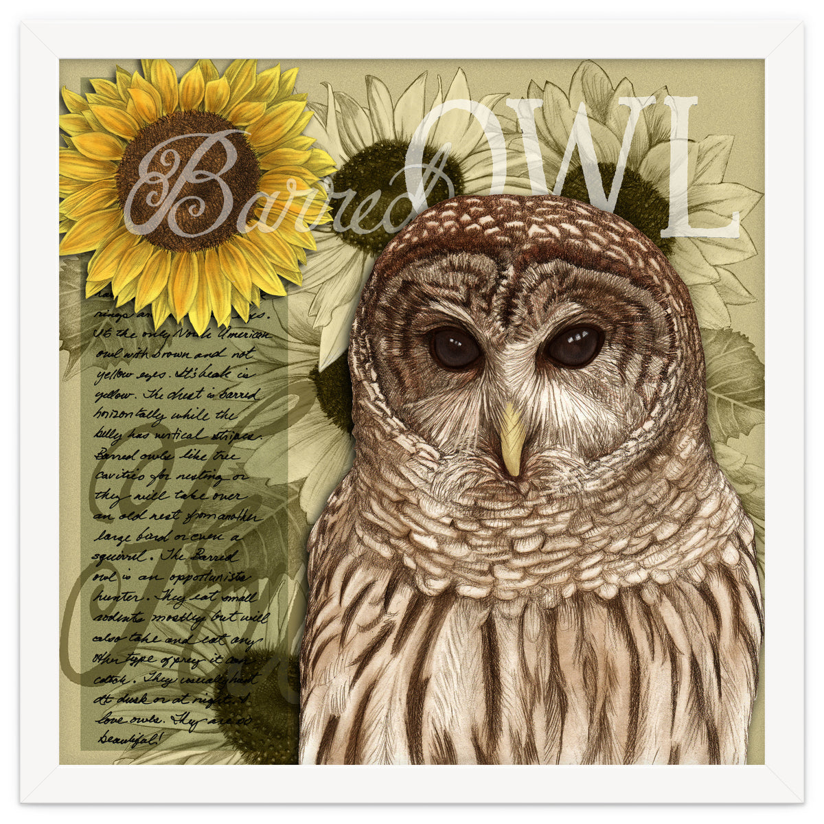 Sunflowers and Barred Owl