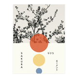 Sakura - Cherry blossom - Japanese - Photography (Print Only) thumbnail
