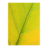 Autumn Leaf (Print Only) thumbnail