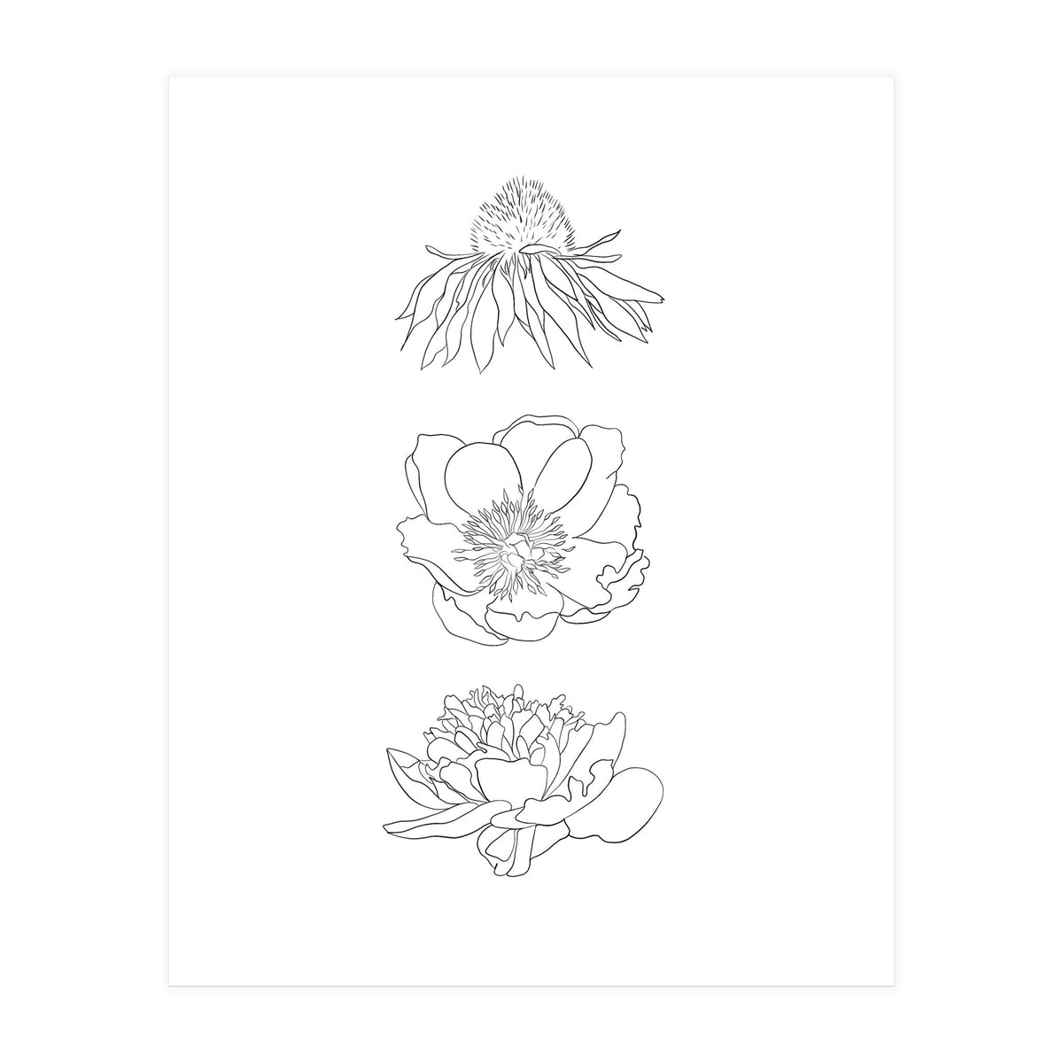 Hand Drawn Flowers (Print Only)
