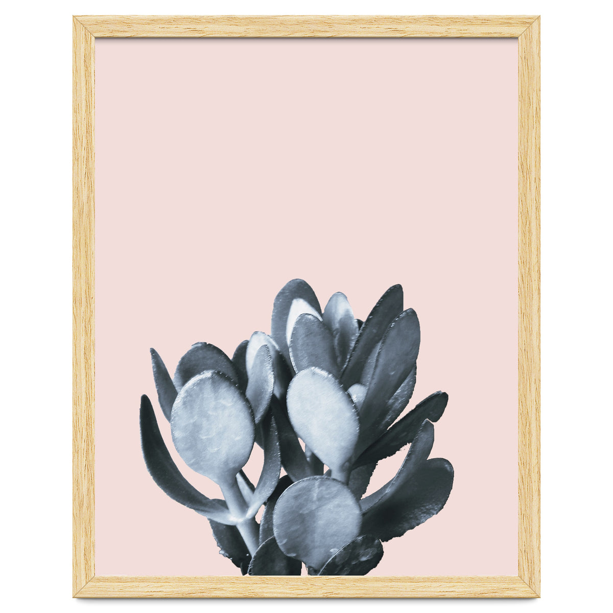 Cactus collection BL-II