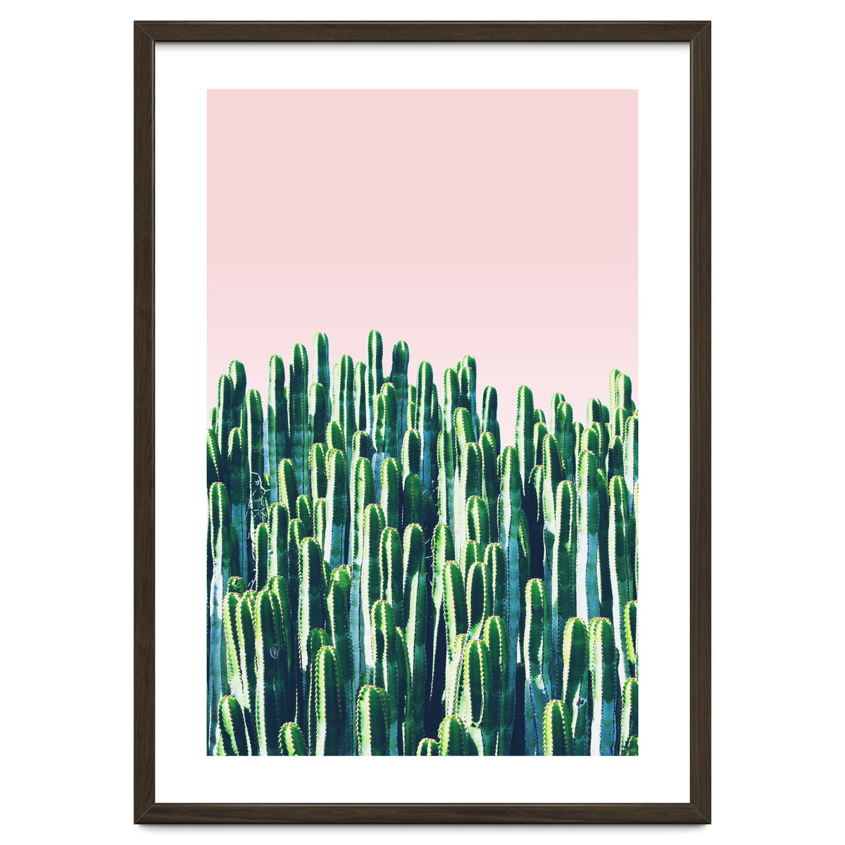 Cactus & Sunset II
