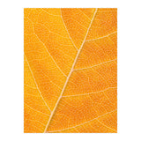 Autumn Leaf (Print Only) thumbnail