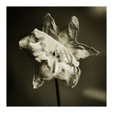 Wilting daffodil (Print Only) thumbnail