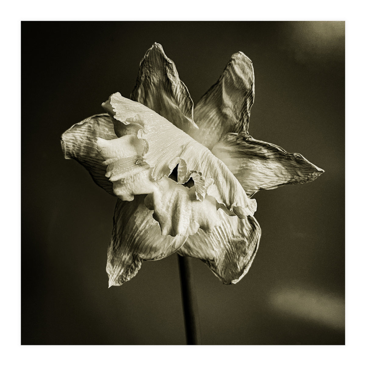 Wilting daffodil (Print Only)