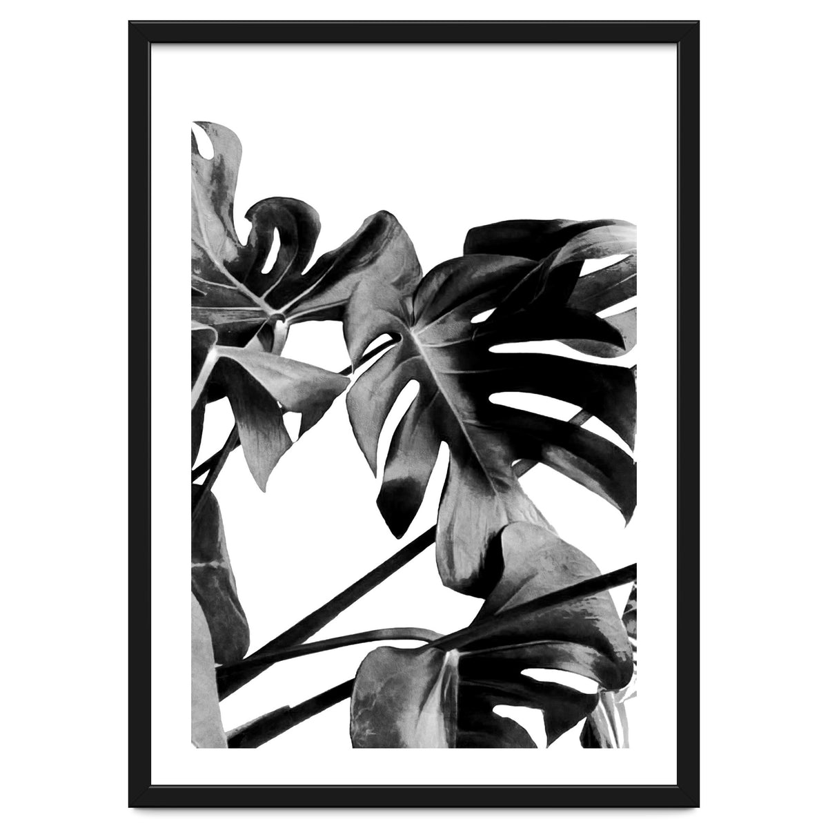 Monstera Black And White 06