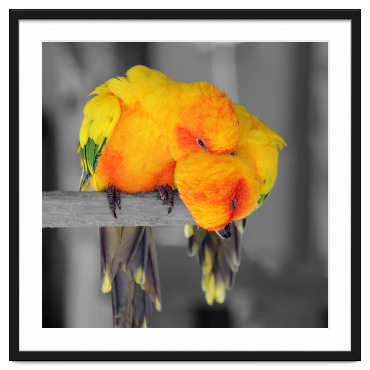 Two sun conures