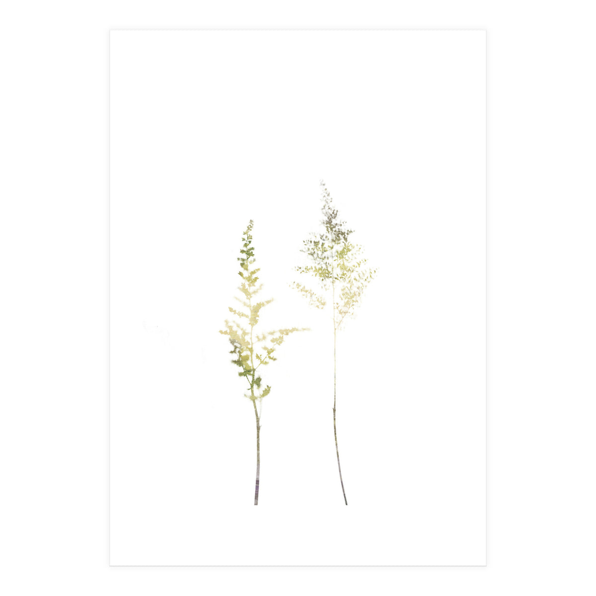 Neutral Astilbe (Print Only)