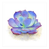 Blue Echeveria Succulent (Print Only) thumbnail