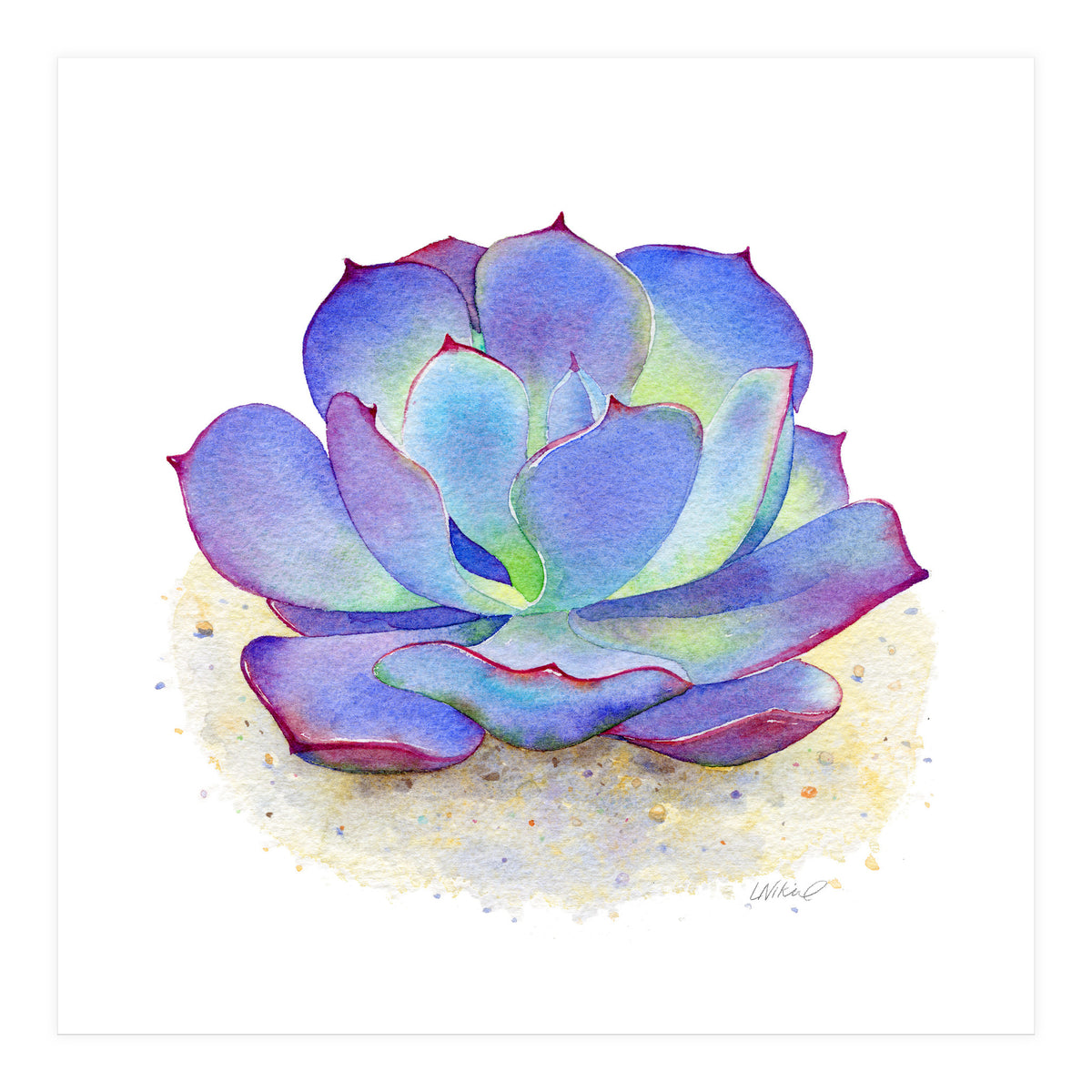 Blue Echeveria Succulent (Print Only)