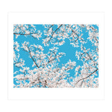 White Blossom (Print Only) thumbnail