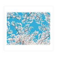 White Blossom (Print Only)