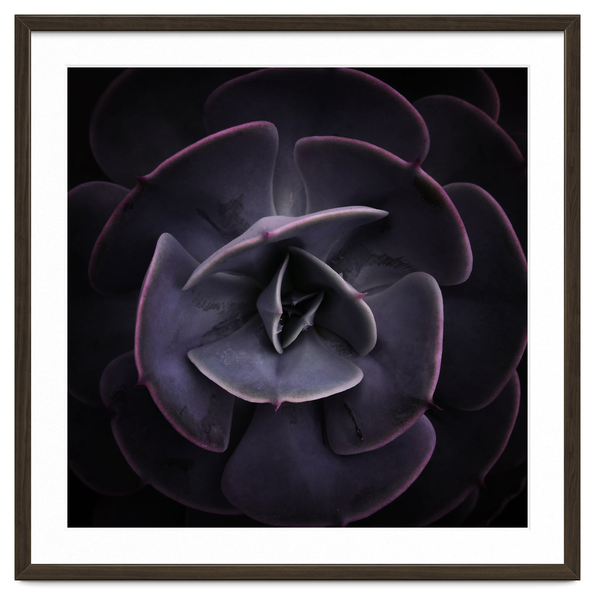 DARKSIDE OF SUCCULENTS VIII