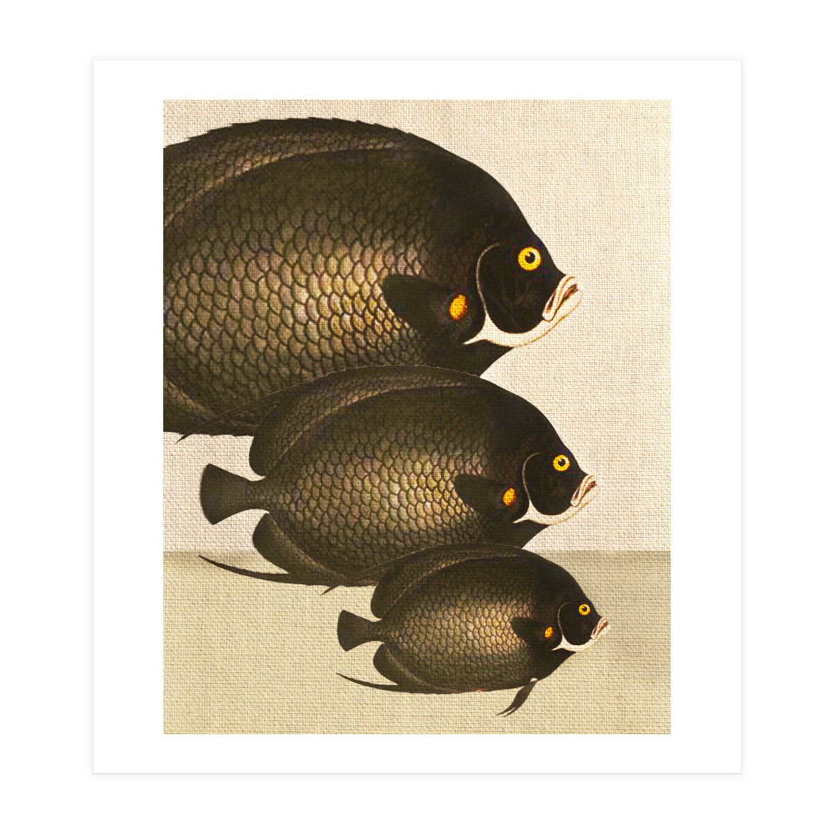 Fish Classic Designs 11 (Print Only)