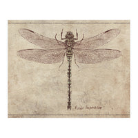 Anax Imperator (Print Only)