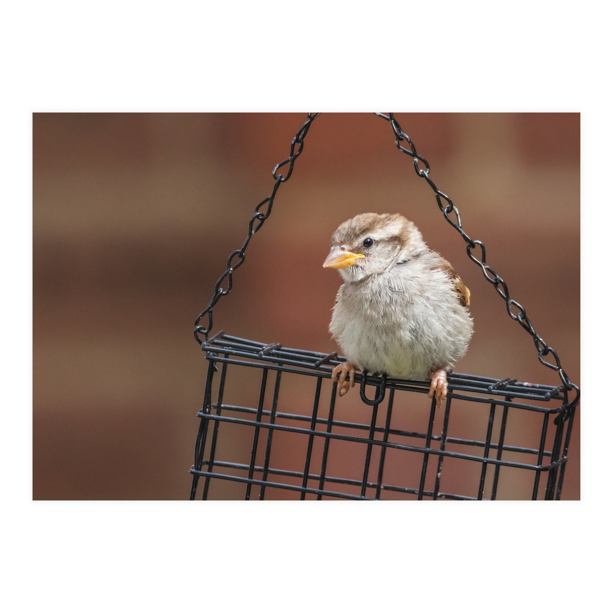 Sparrow (Print Only)