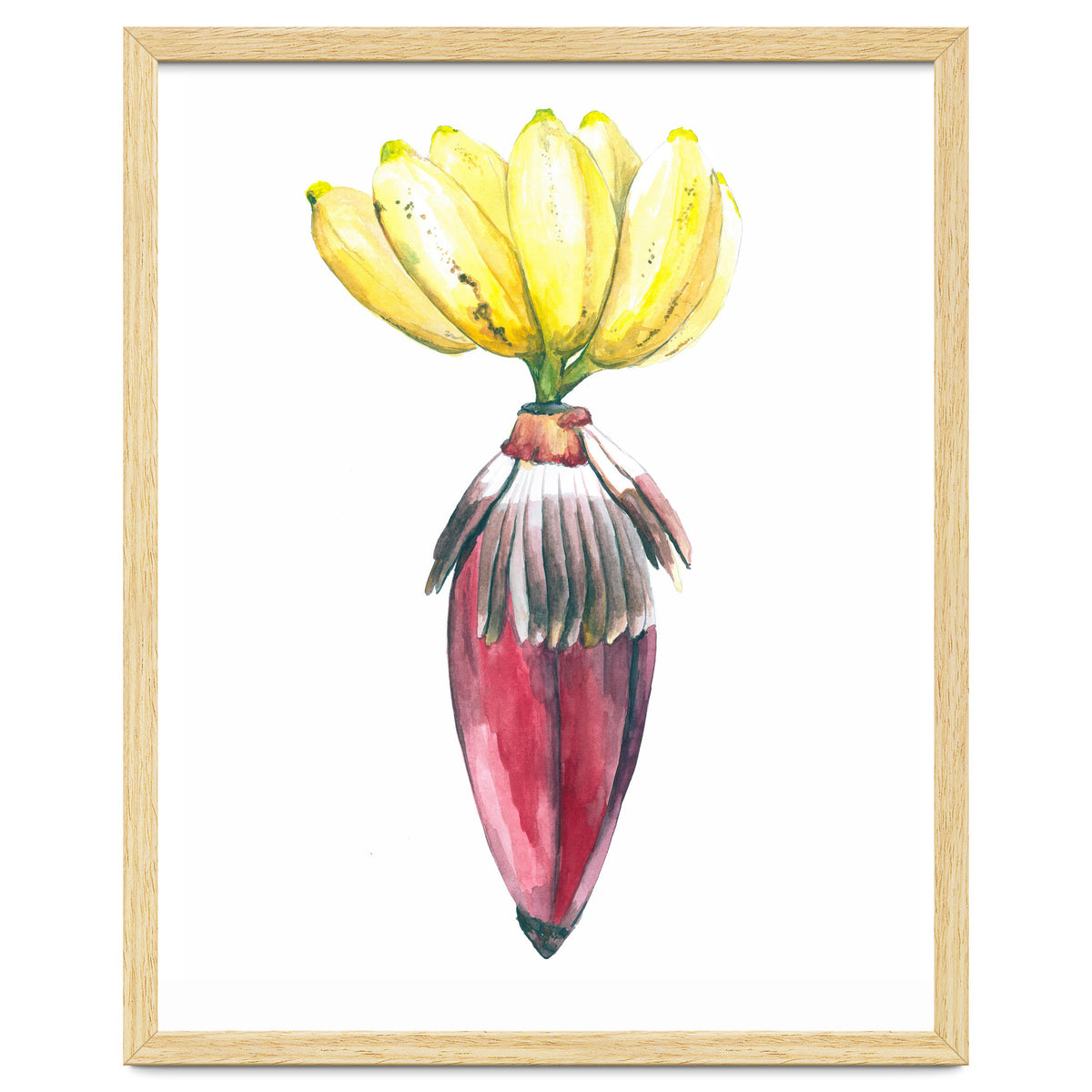 Botanical Illustration Banana