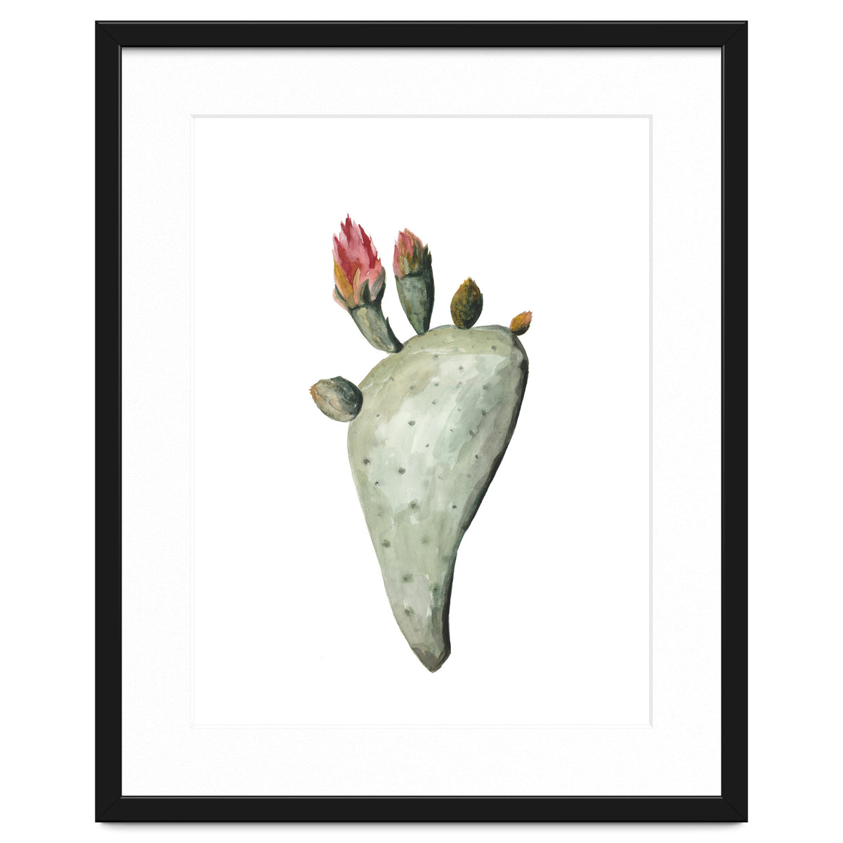 Botanical Illustration Cactus Flowers