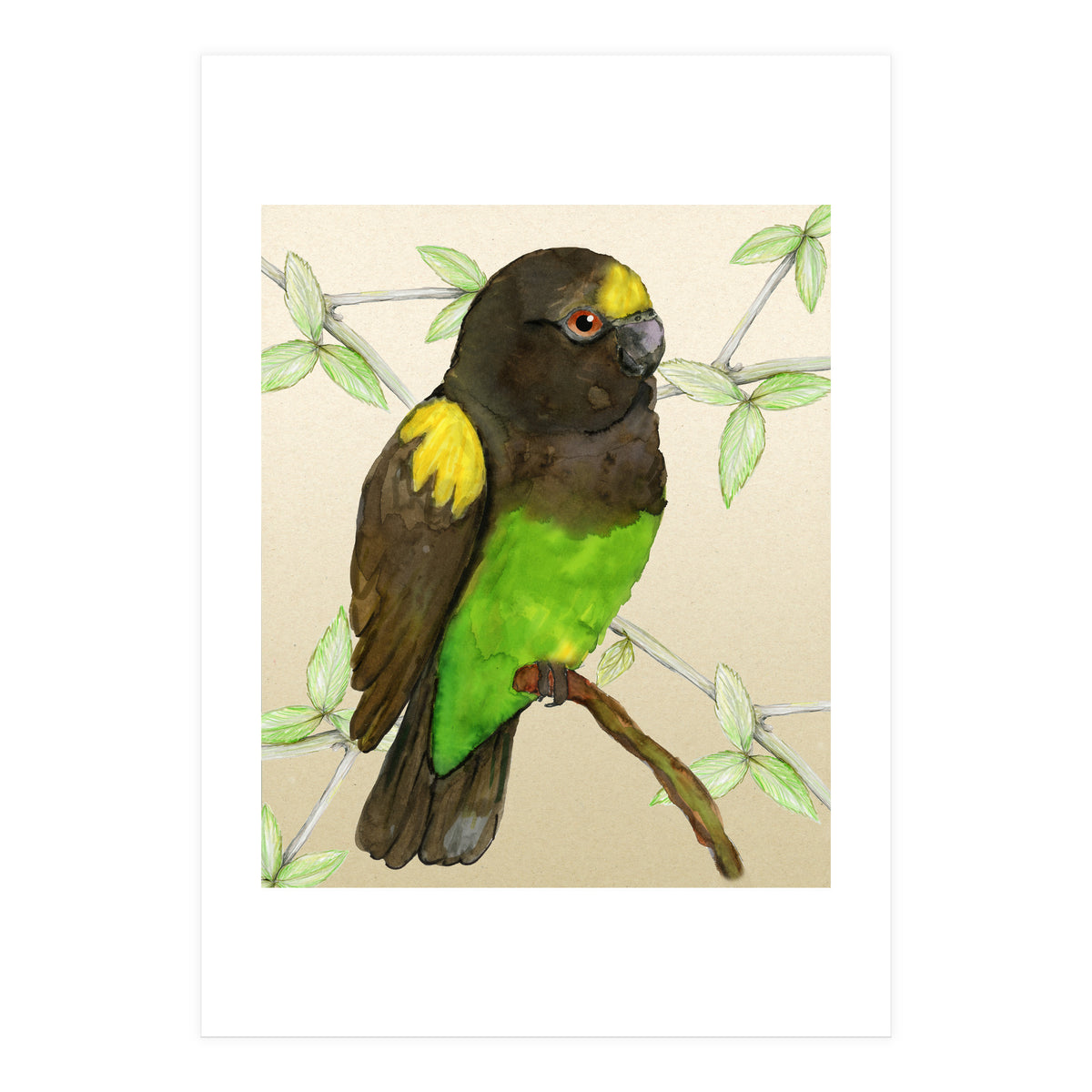 Meyer's parrot watercolor (Print Only)