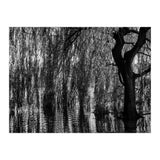 Weeping Willow (Print Only) thumbnail