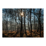 A Special Morning in Heath Warren Woods - Hampshire (Print Only) thumbnail