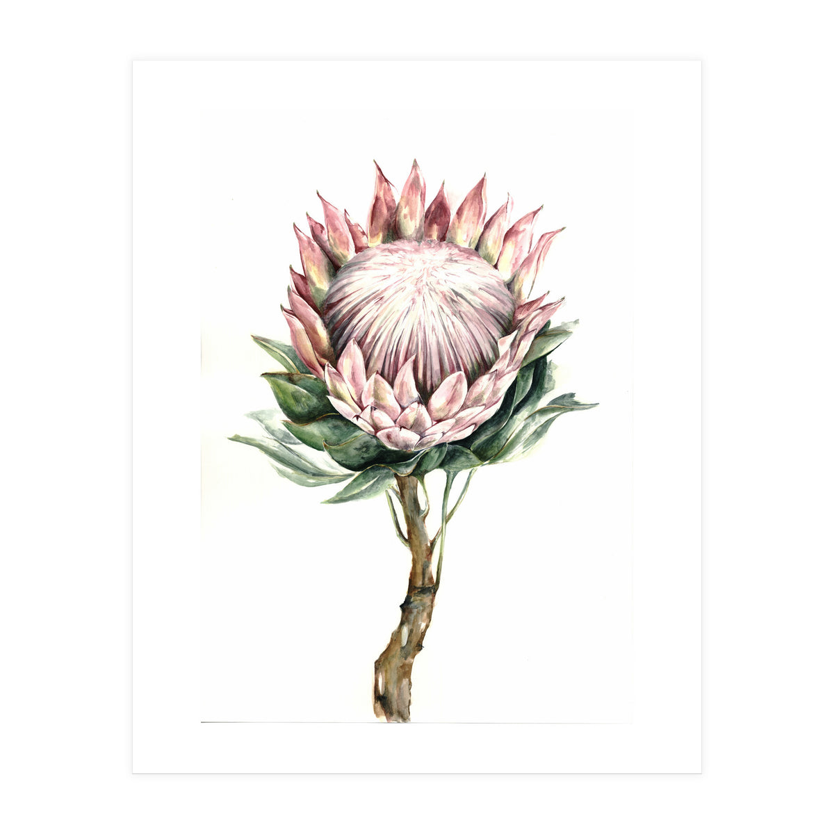 Protea (Print Only)