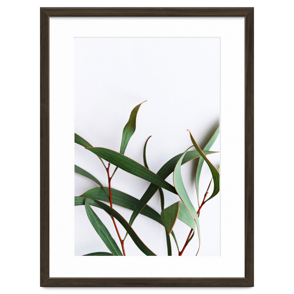 Green Eucalyptus leaves