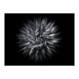 Backyard Flowers In Black And White 20 Flow Version (Print Only) thumbnail
