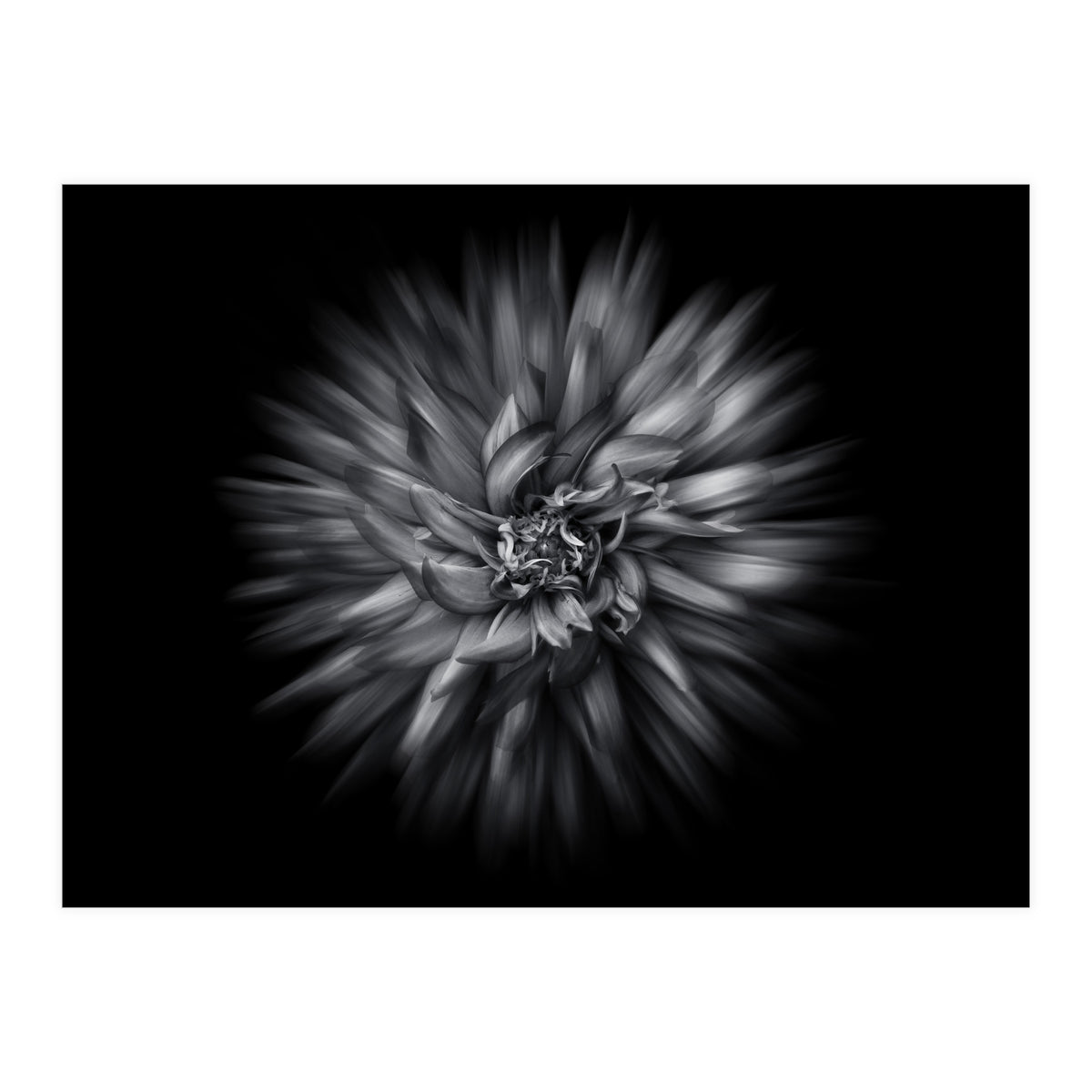 Backyard Flowers In Black And White 20 Flow Version (Print Only)
