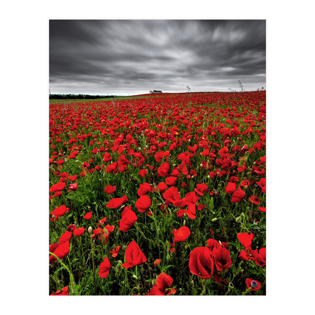 Wild Poppies (Print Only)
