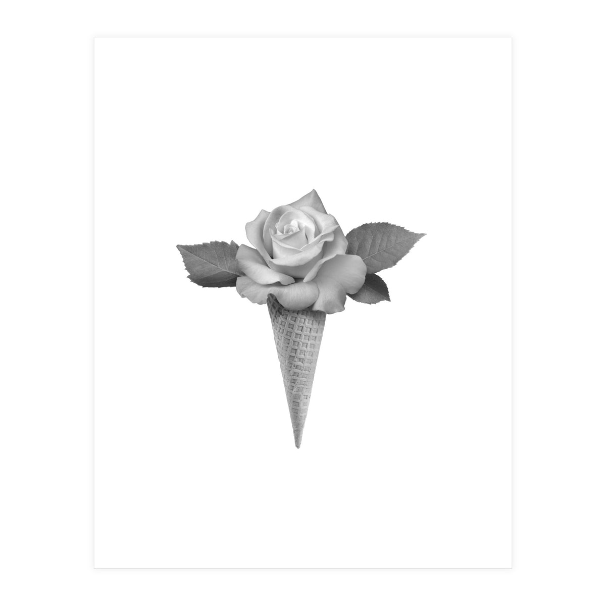 Rosecream (Print Only)