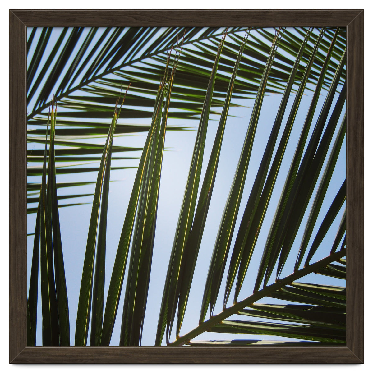 palm fronds
