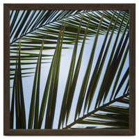 palm fronds