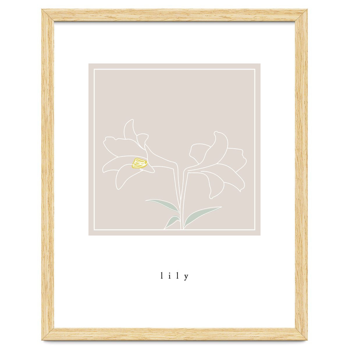 lily flower