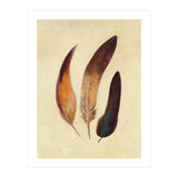 Three Feathers (Print Only) thumbnail