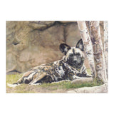 Afican Painted Dog IV - Imara (Print Only) thumbnail