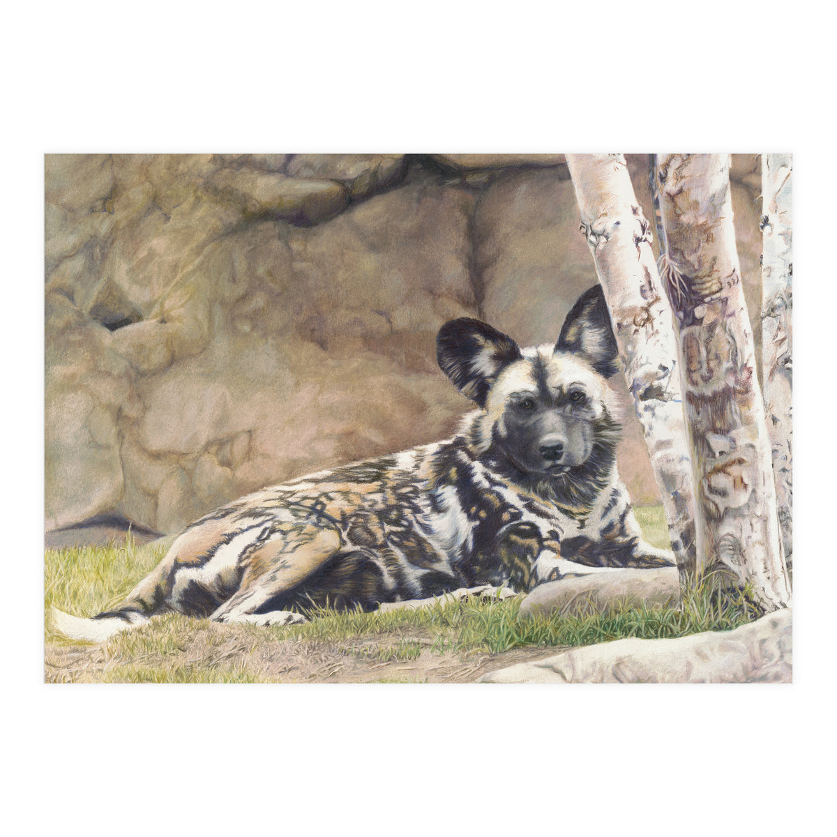 Afican Painted Dog IV - Imara (Print Only)