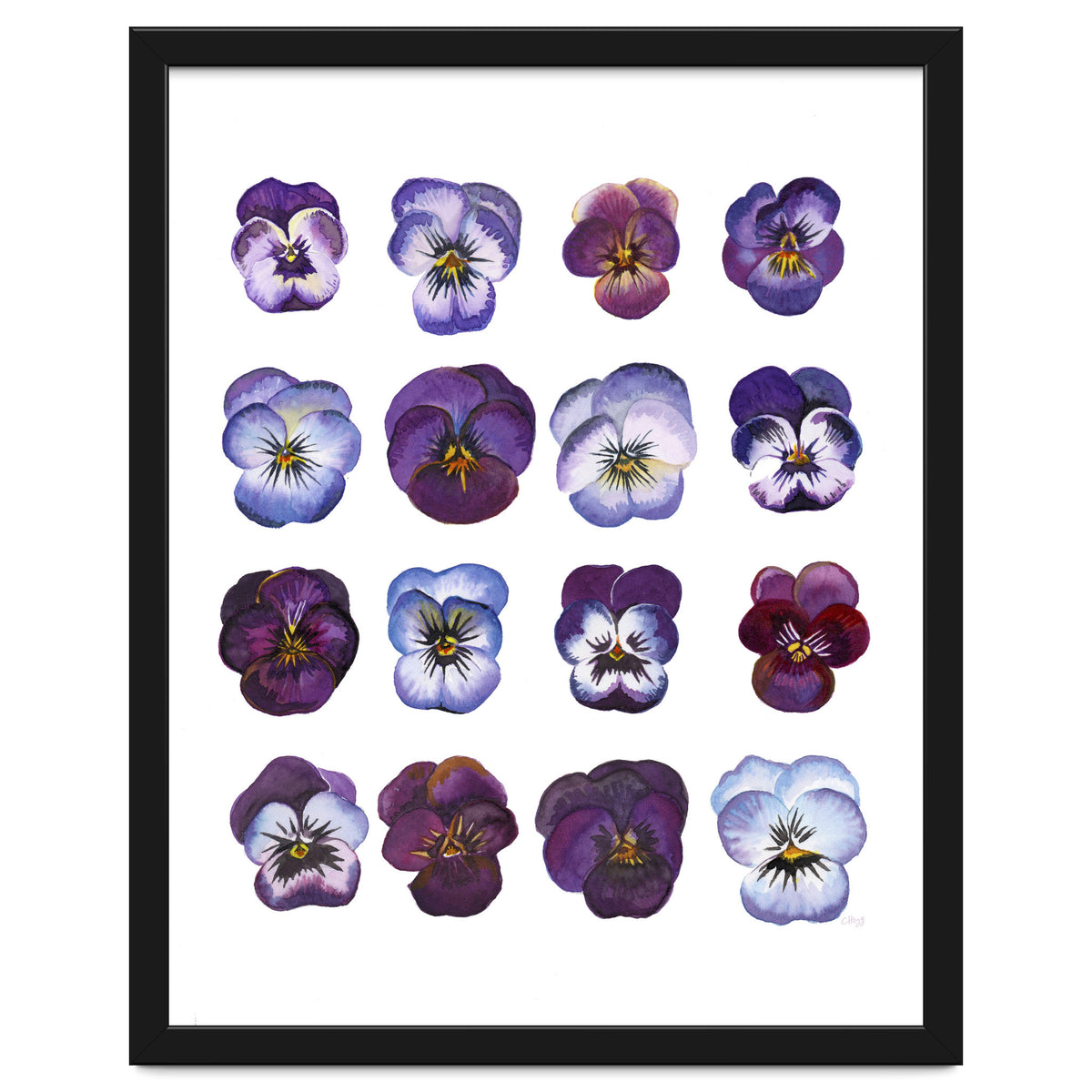 A Watercolour Study Of Violas