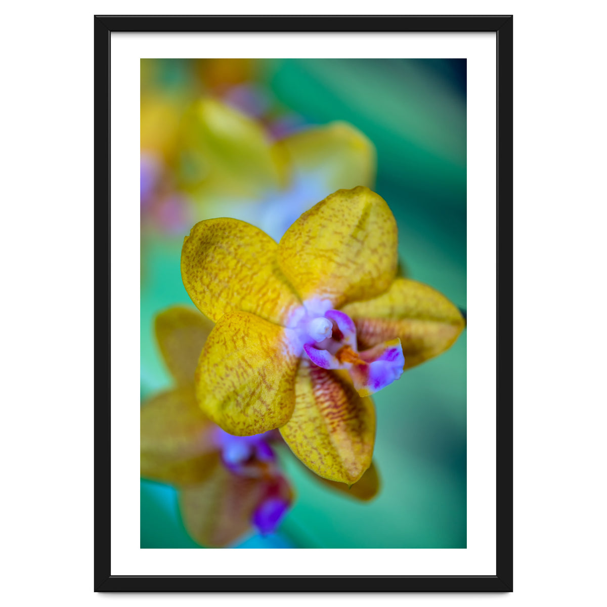 Orchidee Phalleanopsis