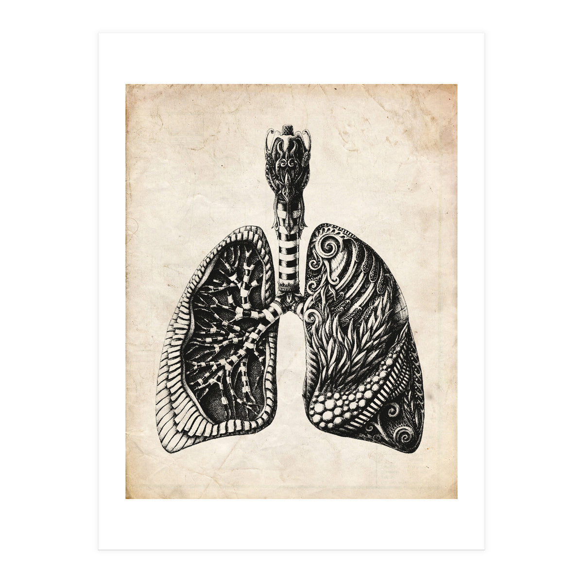 Lungs Anatomy (Print Only)