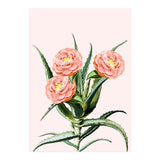 Blush Cactus V2 (Print Only) thumbnail