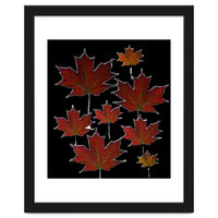 Red Autumn Leaves on Black Ground.
