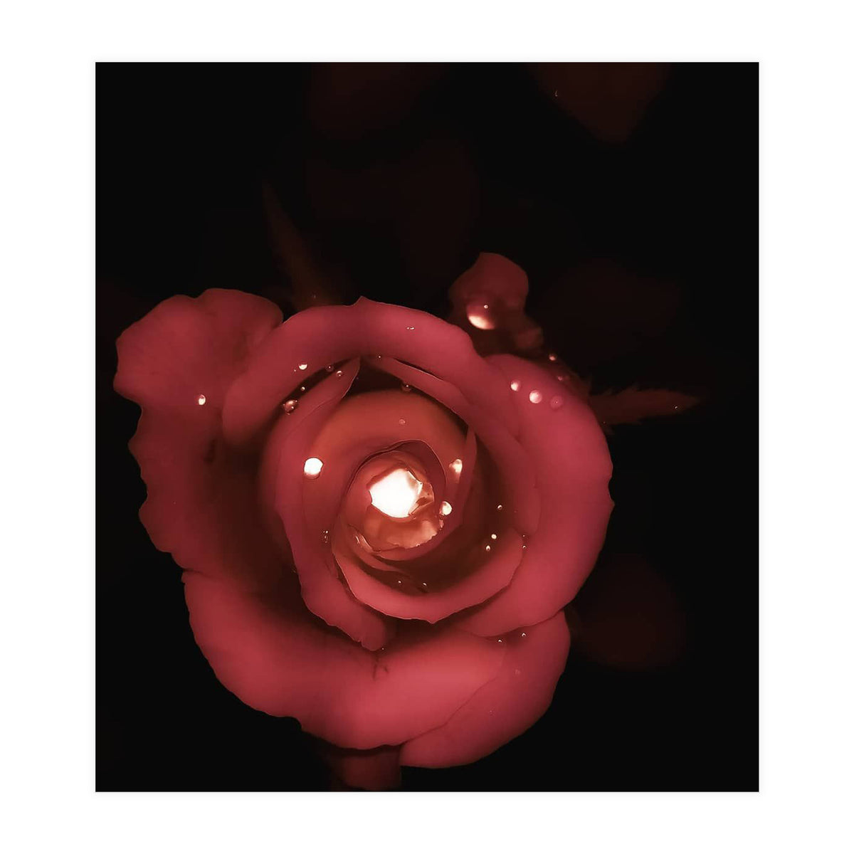 Lighting Rose (Print Only)