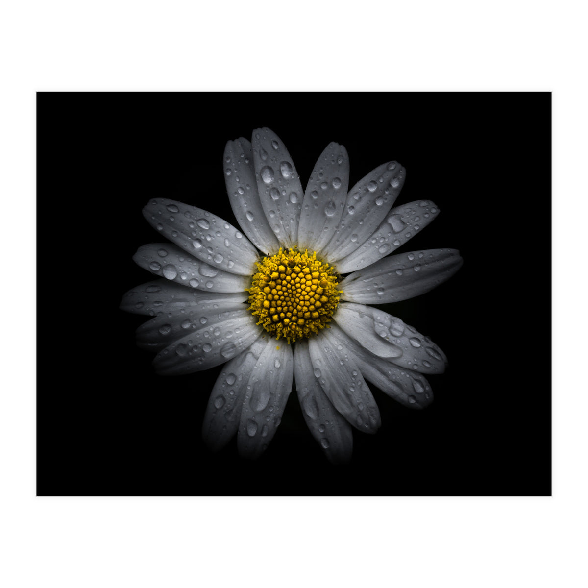 Backyard Flowers No 16 Color Version (Print Only)