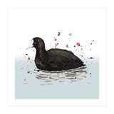 Common coot (Print Only) thumbnail