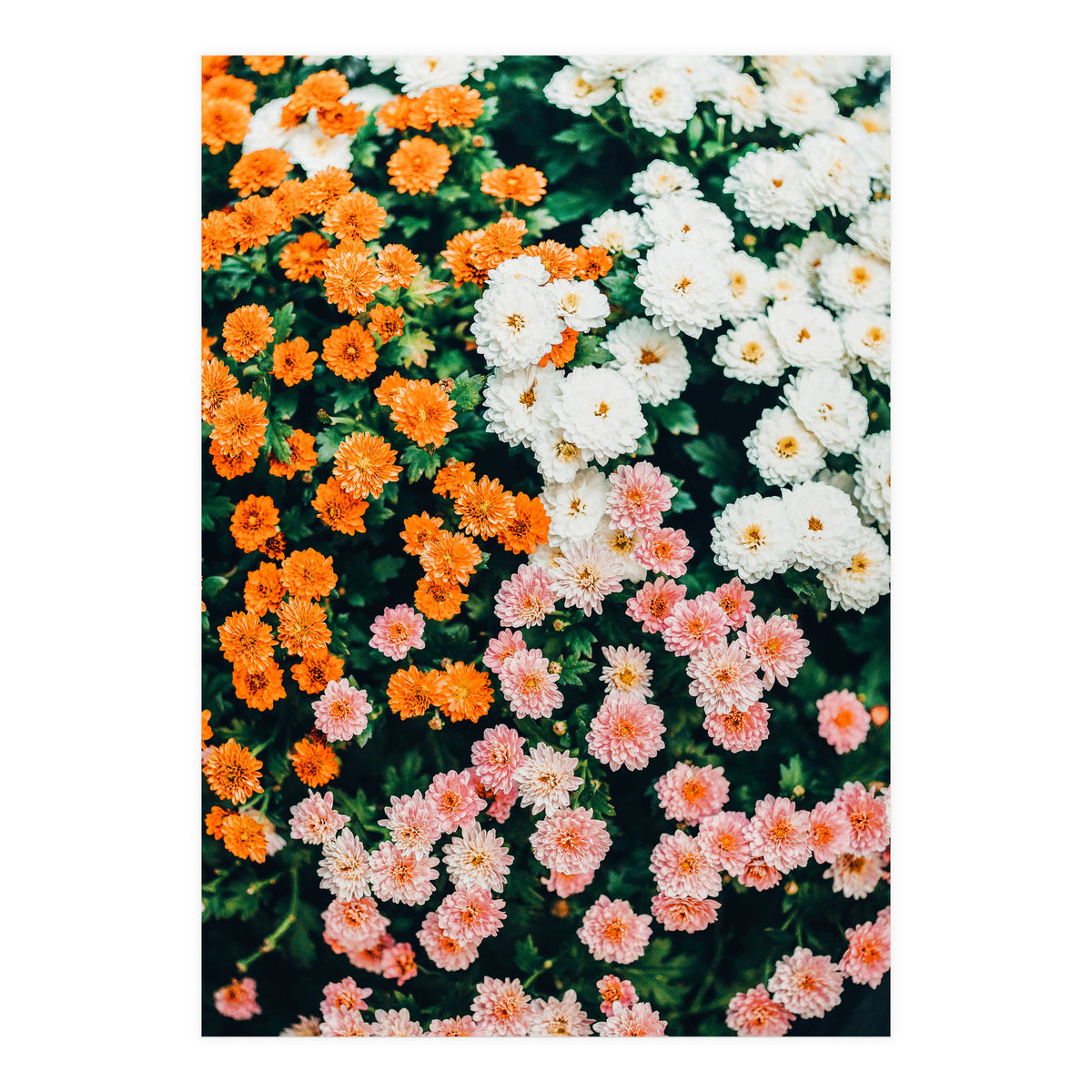 In My Garden (Print Only)