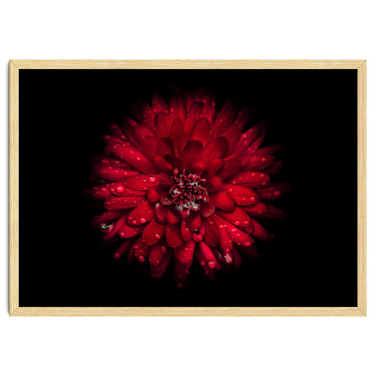 Backyard Flowers 45 Color Version