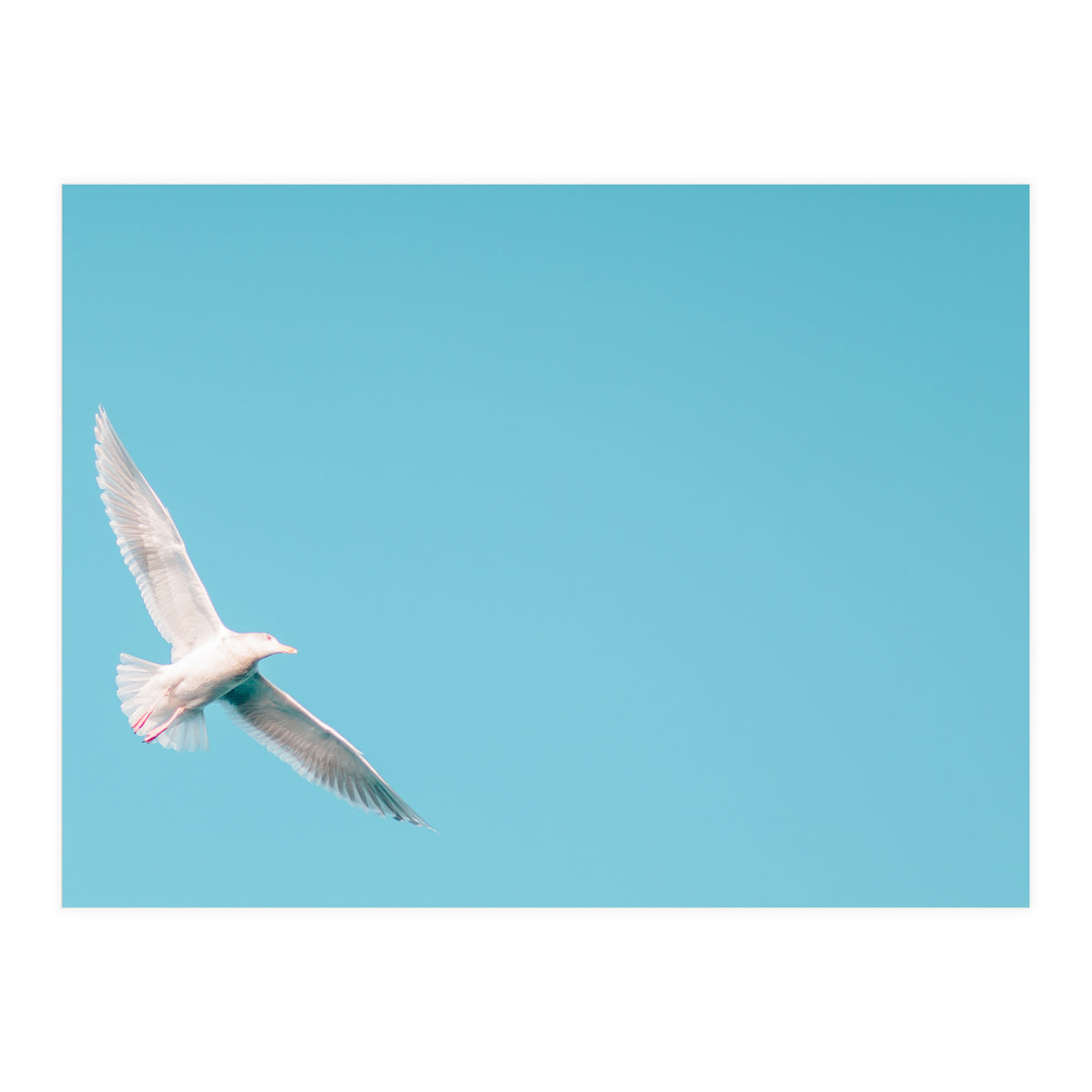 Seagull (Print Only)